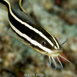 Juvenile catfish by John Miller 